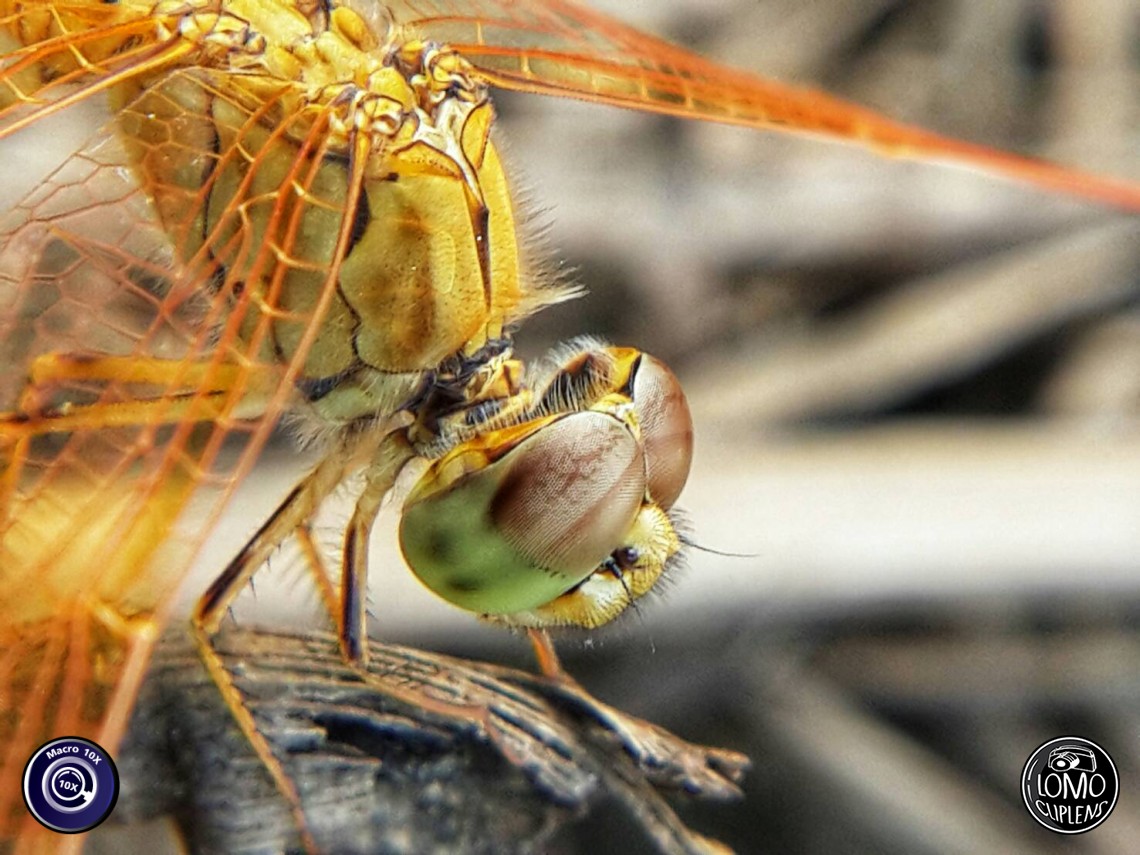 ไม่เชื่อก็ต้องเชื่อว่าภาพสวยๆแบบนี้ใช้มือถือถ่ายได้  ประเภทเลนส์ Macro Scope 10x  อุปกรณ์ที่ใช้ถ่ายรูป Samsung >> Galaxy S4  รีวิวโดย สุระสิทธิ์