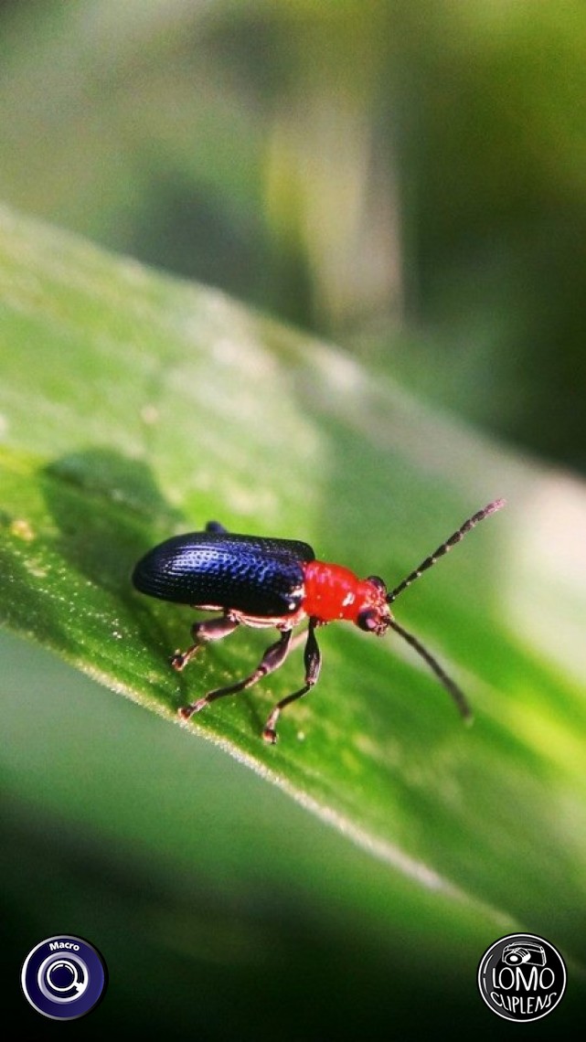 ขอบคุณรีวิวจากคุณ Ton Jirapong  ประเภทเลนส์ Macro (normal)